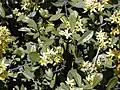 Kvetoucí Corokia virgata