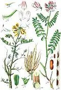 Čičorka (Coronilla)