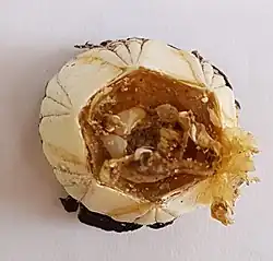 Horní pohled