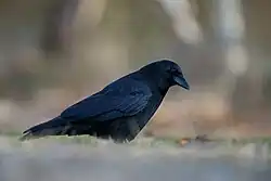alternativní popis obrázku chybí