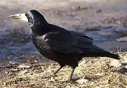 alternativní popis obrázku chybí