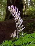 Dymnivka Corydalis scouleri