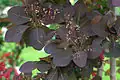 Cotinus hybr. 'Grace', kříženec C. coggygria a C. obovatus