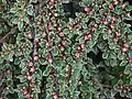 Cotoneaster horizontalis 'Variegatus' – pestrolistý kultivar