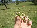 Cotula australis (Austrálie) je jednoletka velmi drobného vzrůstu