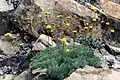 Cotula hispida (jižní Afrika)