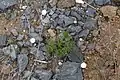 Cotula nudicaulis (jižní Afrika)