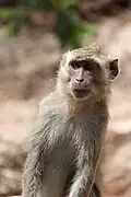 Makak jávský