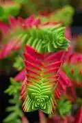 Tlustice Crassula capitella