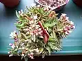 Květenství tlustice Crassula exilis