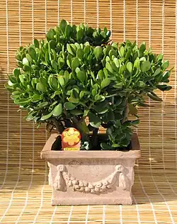 Crassulaceae:Crassula ovata - Tlustice