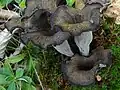 Stroček trubkovitý (Craterellus cornucopioides)