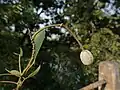 Plod Crateva adansonii