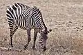 Zebra Crawshayova v národním parku showing
