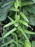 Paederia linearis