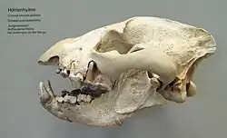 Hyena jeskynní (Crocuta crocuta spelaea) - lebka s dolní čelistí, pozdní pleistocén (Státní přírodovědné muzeum Stuttgart)