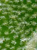 Detail hvězdovitých chlupů na listu hlošiny okoličnaté (Elaeagnus umbellata)