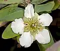 Květ Crossosoma californicum
