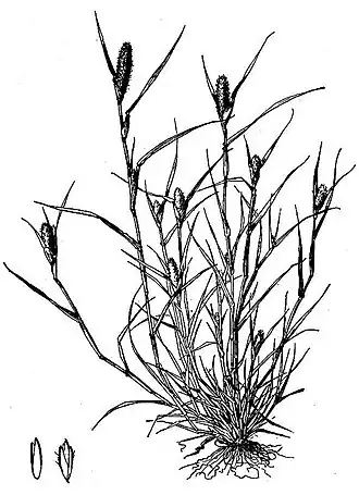 Heleochloa alopecuroides