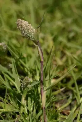 Crypsis schoenoides