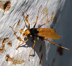 Australský druh Cryptocheilus bicolor.