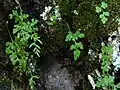 Severský jinořadec Cryptogramma stelleri