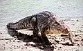 Crocodylus rhombifer