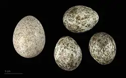 Vejce kukačky Cuculus canorus canorus a rákosníka Acrocephalus scirpaceus