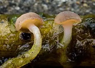 Cudoniella clavus