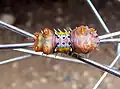Housenka můry Doratifera vulnerans