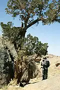 Cupressus dupreziana na Sahaře