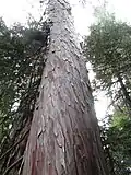 Borka starého jedince