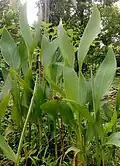 Rostliny Curcuma aromatica