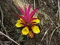 Květenství Curcuma pseudomontana