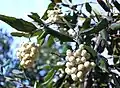 Curtisiaceae: Curtisia dentata