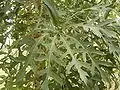 Cussonia paniculata