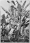 Sekání listů abaky (Filipíny kolem roku 1900)