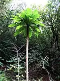 Cyanea superba