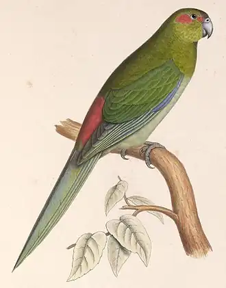 † Kakariki tahitský