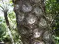 Kmen Cyathea mertensiana