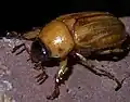 Nosorožíkovitý brouk rodu Cyclocephala