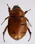 Nosorožíkovitý brouk rodu Cyclocephala