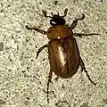 Vrubounovitý brouk rodu Cyclocephala