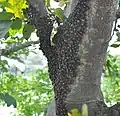 Ploštice Cyclopelta siccifolia