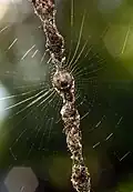 Cyclosa sp. na stabilimentu