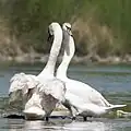 Pár labutí při námluvách