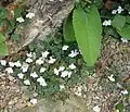 Cymbalaria hepaticifolia, endemit Korsiky