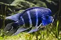 Cyphotilapia frontosa (tlamovec čelnatý)