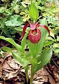 Kříženec Cypripedium × ventricosum