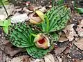 Druh Cypripedium fargesii, opylovaný pestřenkami